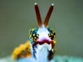  This photo nudibranch Trinchisea Yamasui. Taken Anilao Philippines. Yamasui Philippines  